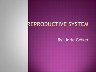 Reproductive System By: Jorie Geiger 