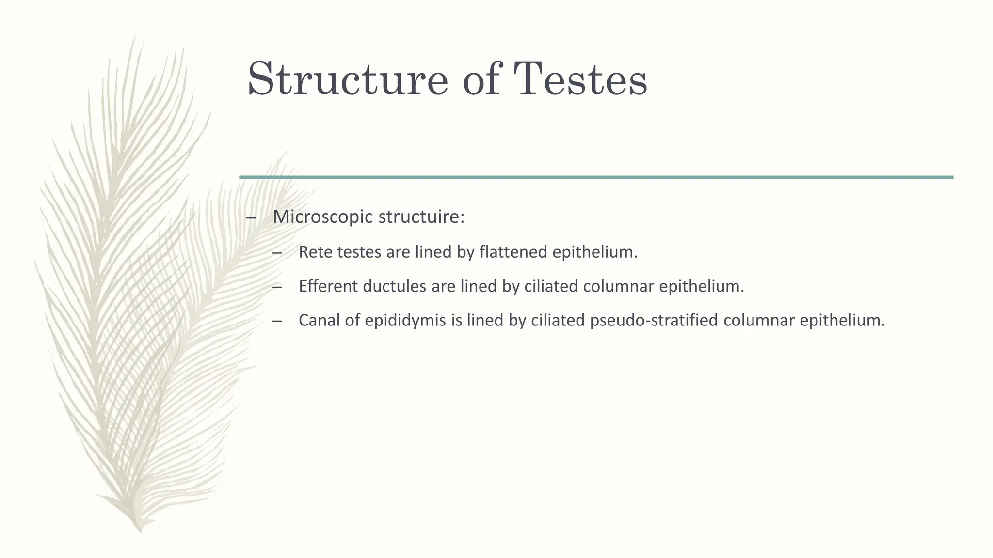 male reproductive system - definition, purpose | PDF