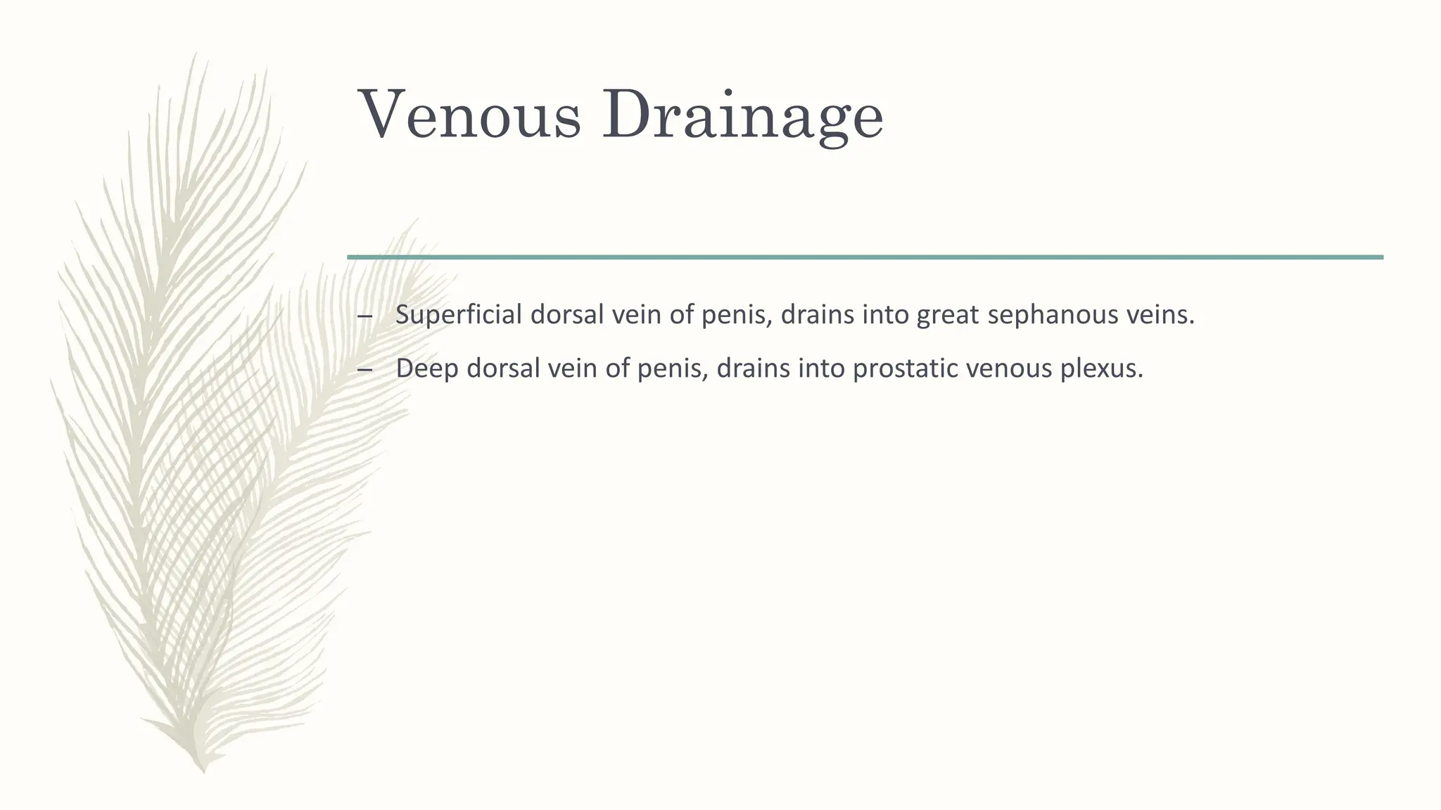 male reproductive system - definition, purpose | PDF