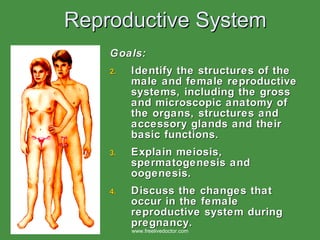 Reproductive System ,[object Object],[object Object],[object Object],[object Object],www.freelivedoctor.com 
