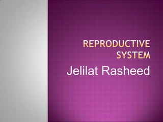 Reproductive system Jelilat Rasheed 