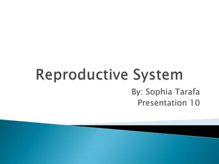 Reproductive System By: Sophia Tarafa Presentation 10 