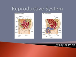 Reproductive System By:Taylor Popp 