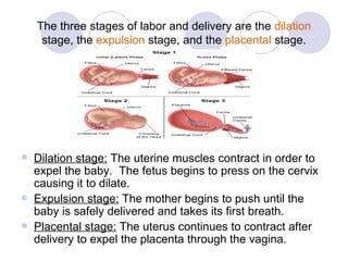 The three stages of labor and delivery are the  dilation  stage, the  expulsion  stage, and the  placental  stage. Dilation stage:  The uterine muscles contract in order to expel the baby.  The fetus begins to press on the cervix causing it to dilate. Expulsion stage:  The mother begins to push until the baby is safely delivered and takes its first breath. Placental stage:  The uterus continues to contract after delivery to expel the placenta through the vagina. 