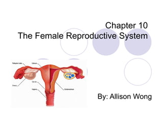 Chapter 10 The Female Reproductive System By: Allison Wong 