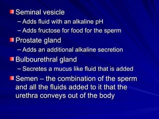 Seminal vesicle Adds fluid with an alkaline pH Adds fructose for food for the sperm Prostate gland Adds an additional alkaline secretion  Bulbourethral gland  Secretes a mucus like fluid that is added Semen – the combination of the sperm and all the fluids added to it that the urethra conveys out of the body 
