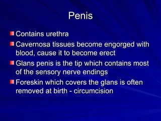 Penis Contains urethra Cavernosa tissues become engorged with blood, cause it to become erect Glans penis is the tip which contains most of the sensory nerve endings Foreskin which covers the glans is often removed at birth - circumcision 