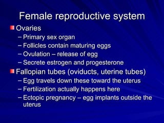 Female reproductive system Ovaries Primary sex organ Follicles contain maturing eggs Ovulation – release of egg Secrete estrogen and progesterone Fallopian tubes (oviducts, uterine tubes) Egg travels down these toward the uterus Fertilization actually happens here Ectopic pregnancy – egg implants outside the uterus 