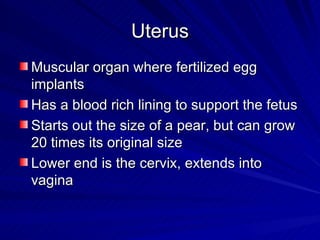 Uterus Muscular organ where fertilized egg implants Has a blood rich lining to support the fetus Starts out the size of a pear, but can grow 20 times its original size Lower end is the cervix, extends into vagina 