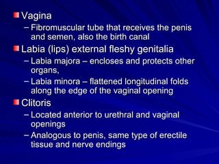 Vagina Fibromuscular tube that receives the penis and semen, also the birth canal Labia (lips) external fleshy genitalia Labia majora – encloses and protects other organs,  Labia minora – flattened longitudinal folds along the edge of the vaginal opening Clitoris Located anterior to urethral and vaginal openings Analogous to penis, same type of erectile tissue and nerve endings 