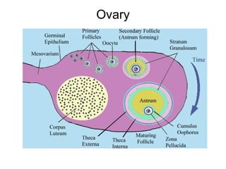 Ovary 