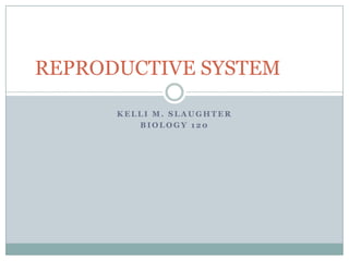 REPRODUCTIVE SYSTEM

      KELLI M. SLAUGHTER
         BIOLOGY 120
 