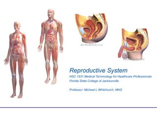 Reproductive System
HSC 1531 Medical Terminology for Healthcare Professionals
Florida State College of Jacksonville

Professor: Michael L.Whitchurch, MHS
 