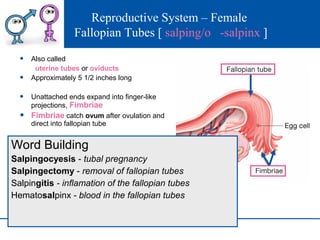Salping Reproductive system | PPT