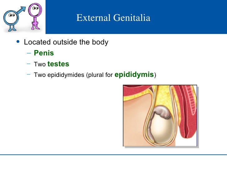 reproductive system plural form of epididymis