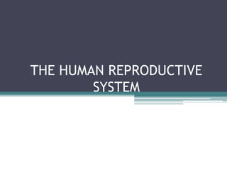 THE HUMAN REPRODUCTIVE
        SYSTEM
 