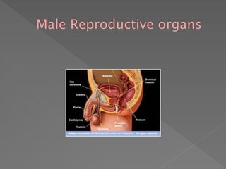 Male Reproductive organs
 