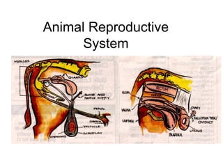 Animal Reproductive
      System
 