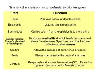 Summary of functions of main parts of male reproductive system

      Part                                Function
     Testis                   Produces sperm and testosterone

   Epididymis                     Matures and stores sperm

  Sperm duct           Carries sperm from the epididymis to the urethra

 Seminal vesicles,   Produces seminal fluid which feeds the sperm and
Cowper’s gland and    allows them to swim. Sperm and seminal fluid are
  Prostate gland                 collectively called semen.

     Urethra             Allows the passage of either urine or sperm.

      Penis                Places sperm inside the body of a female

                     Keeps testes at a lower temperature (35°). This is the
    Scrotum
                         optimum temperature for Meiosis to occur.
 