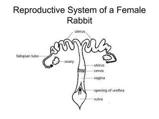 Reproductive System of a Female
             Rabbit
 