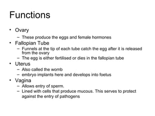 Functions
• Ovary
   – These produce the eggs and female hormones
• Fallopian Tube
   – Funnels at the tip of each tube catch the egg after it is released
     from the ovary
   – The egg is either fertilised or dies in the fallopian tube
• Uterus
   – Also called the womb
   – embryo implants here and develops into foetus
• Vagina
   – Allows entry of sperm.
   – Lined with cells that produce mucous. This serves to protect
     against the entry of pathogens
 