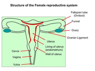 Structure of the Female reproductive system

                                           Fallopian tube
                                             (Oviduct)

                                            Funnel


                                            Ovary

                                         Ovarian Ligament
                       Uterus
                      Lining of uterus
                      (endometrium)
Cervix
                      Wall of uterus
 Vagina

 Vulva
 