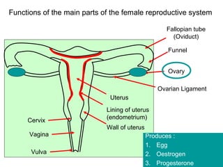 Functions of the main parts of the female reproductive system

                                                    Fallopian tube
                                                      (Oviduct)

                                                     Funnel


                                                     Ovary

                                                 Ovarian Ligament
                              Uterus
                             Lining of uterus
                             (endometrium)
     Cervix
                             Wall of uterus
      Vagina                                  Produces :
                                              1. Egg
      Vulva                                   2. Oestrogen
                                              3. Progesterone
 