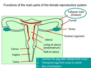 Functions of the main parts of the female reproductive system

                                                  Fallopian tube
                                                    (Oviduct)

                                                   Funnel


                                                   Ovary

                                                Ovarian Ligament
                              Uterus
                             Lining of uterus
                             (endometrium)
     Cervix
                             Wall of uterus
      Vagina
                        1. Catches the egg after release from ovary
      Vulva             2. Transports egg from ovary to womb
                        3. Site of fertilisation
 