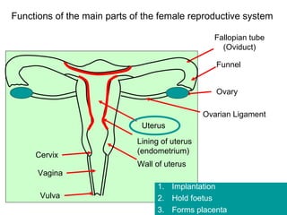 Functions of the main parts of the female reproductive system

                                                  Fallopian tube
                                                    (Oviduct)

                                                   Funnel


                                                   Ovary

                                                Ovarian Ligament
                              Uterus
                             Lining of uterus
                             (endometrium)
     Cervix
                             Wall of uterus
      Vagina
                                  1. Implantation
      Vulva                       2. Hold foetus
                                  3. Forms placenta
 