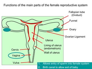 Functions of the main parts of the female reproductive system

                                                  Fallopian tube
                                                    (Oviduct)

                                                   Funnel


                                                   Ovary

                                                Ovarian Ligament
                               Uterus
                             Lining of uterus
                             (endometrium)
     Cervix
                             Wall of uterus
      Vagina

      Vulva              1. Allows entry of sperm into female system
                         2. Birth canal to allow exit of baby
 