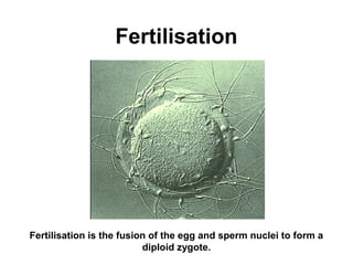 Fertilisation




Fertilisation is the fusion of the egg and sperm nuclei to form a
                          diploid zygote.
 