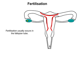 Fertilisation




Fertilisation usually occurs in
       the fallopian tube.
 