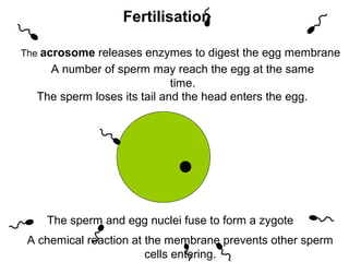 Fertilisation

The acrosome releases enzymes to digest the egg membrane
    A number of sperm may reach the egg at the same
                             time.
  The sperm loses its tail and the head enters the egg.




    The sperm and egg nuclei fuse to form a zygote
 A chemical reaction at the membrane prevents other sperm
                        cells entering.
 