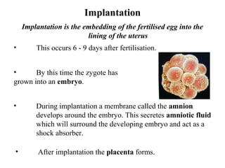 Implantation
    Implantation is the embedding of the fertilised egg into the
                         lining of the uterus
•       This occurs 6 - 9 days after fertilisation.


•      By this time the zygote has
grown into an embryo.


•       During implantation a membrane called the amnion
        develops around the embryo. This secretes amniotic fluid
        which will surround the developing embryo and act as a
        shock absorber.

•        After implantation the placenta forms.
 