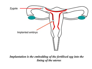 Zygote




      Implanted embryo




Implantation is the embedding of the fertilised egg into the
                     lining of the uterus
 