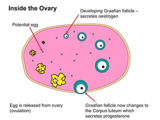 Inside the Ovary             Developing Graafian follicle –
                             secretes oestrogen
 Potential egg




Egg is released from ovary     Graafian follicle now changes to
(ovulation)                    the Corpus luteum which
                               secretes progesterone
 