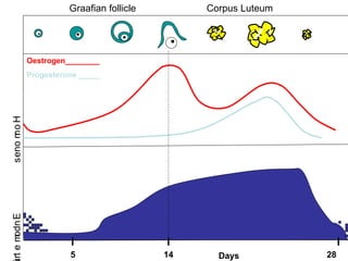 Graafian follicle        Corpus Luteum




              Oestrogen________
              Progesterone _____
s eno m o H
      r
rt e m dn E
      o




                        5                   14     Days          28
 
