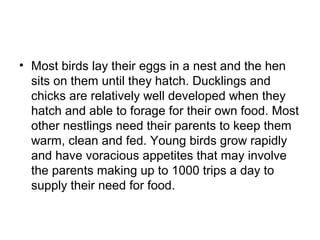 • Most birds lay their eggs in a nest and the hen
  sits on them until they hatch. Ducklings and
  chicks are relatively well developed when they
  hatch and able to forage for their own food. Most
  other nestlings need their parents to keep them
  warm, clean and fed. Young birds grow rapidly
  and have voracious appetites that may involve
  the parents making up to 1000 trips a day to
  supply their need for food.
 