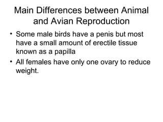 Main Differences between Animal
     and Avian Reproduction
• Some male birds have a penis but most
  have a small amount of erectile tissue
  known as a papilla
• All females have only one ovary to reduce
  weight.
 