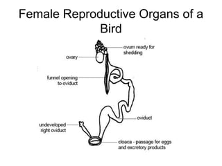 Female Reproductive Organs of a
             Bird
 