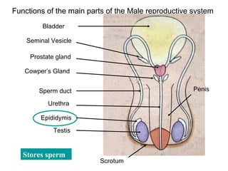Functions of the main parts of the Male reproductive system
         Bladder

    Seminal Vesicle

     Prostate gland

   Cowper’s Gland


        Sperm duct                                   Penis

           Urethra

        Epididymis
            Testis


   Stores sperm
                         Scrotum
 