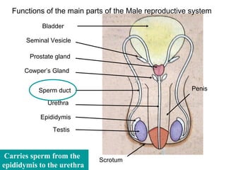 Functions of the main parts of the Male reproductive system
            Bladder

       Seminal Vesicle

        Prostate gland

      Cowper’s Gland


           Sperm duct                                  Penis

              Urethra

           Epididymis
               Testis



 Carries sperm from the     Scrotum
epididymis to the urethra
 