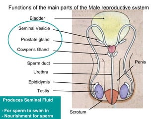 Functions of the main parts of the Male reproductive system
            Bladder

       Seminal Vesicle

        Prostate gland

      Cowper’s Gland


           Sperm duct                                   Penis

              Urethra

           Epididymis
               Testis

Produces Seminal Fluid

- For sperm to swim in      Scrotum
- Nourishment for sperm
 