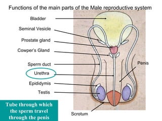 Functions of the main parts of the Male reproductive system
          Bladder

     Seminal Vesicle

      Prostate gland

    Cowper’s Gland


         Sperm duct                                   Penis

            Urethra

         Epididymis
             Testis

Tube through which
  the sperm travel        Scrotum
 through the penis
 
