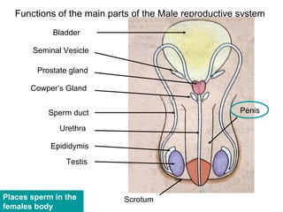Functions of the main parts of the Male reproductive system
            Bladder

       Seminal Vesicle

        Prostate gland

       Cowper’s Gland


           Sperm duct                                   Penis

              Urethra

            Epididymis
                Testis



Places sperm in the         Scrotum
females body
 