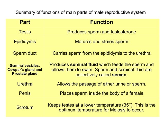 Male Reproductive System Structures And Functions Quiz Anatomy And Male Reproductive System Structures And Functions Quiz Anatomy And