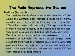 The Male Reproductive System
Testicles (testes, testis)
Two testicles dangle down beneath the penis bag of skin
called the scrotum. Each testicle is made up of tightly
coiled seminiferous tubules which manufactures more than
250 million sperm cells each day. The sperm cells are
stored in the testis itself. If the sperm are not released,
they break down and are absorbed into the bloodstream.
The interstitial cells,produce testosterone, a steroid
hormone accountable for male sexual urges. Some
scientists think that the testicles are in such a vulnerable
position outside the body because the spermatozoa(sperm)
need to be maintained at a temperature that is 2°C less
than interior body temperature.
 