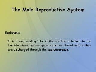 The Male Reproductive System
Epididymis
It is a long winding tube in the scrotum attached to the
testicle where mature sperm cells are stored before they
are discharged through the vas deference.
 