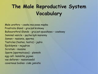The Male Reproductive System
Vocabulary
Male urethra – cewka moczowa męska
Prostrate Gland – gruczoł krokowy
Bulbourethral Glands - gruczoł opuszkowo – cewkowy
Seminal vesicle – pęcherzyk nasienny
Semen – nasienie, sperma
Testicles (testes, testis) – jądro
Epididymis – najądrze
Scrotum – moszna
Sperm (spermatozoa) - plemnik
egg cell- komórka jajowa
vas deferen – nasieniowód
cavernous bodies- ciało jamiste
 