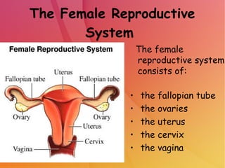 The Female Reproductive
System
The female
reproductive system
consists of:
• the fallopian tube
• the ovaries
• the uterus
• the cervix
• the vagina
 